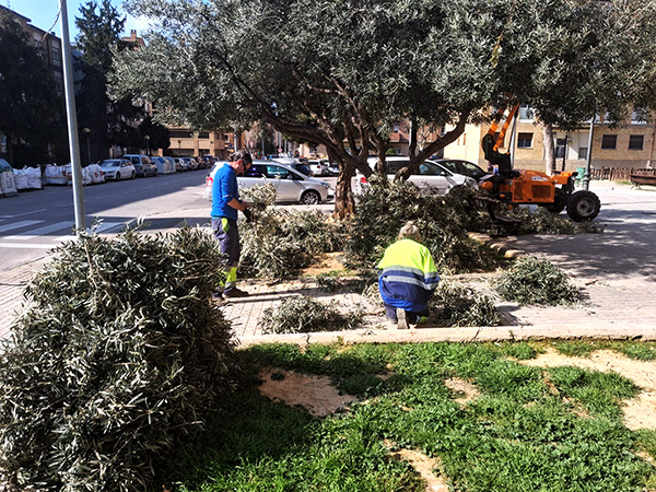 Imagen Las brigadas de parques y jardines repartirán 111 fajos de ramas de...