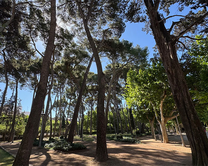 Más de 380 personas han participado ya en la encuesta ciudadana sobre el futuro del pinar del Parque Miguel Servet