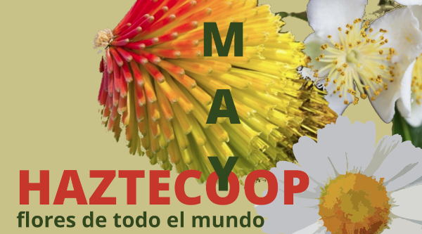 El Ayuntamiento de Huesca y las O.N.G. locales acercan la Cooperación al Desarrollo a los oscenses en mayo, con el programa “Flores de todo el mundo”