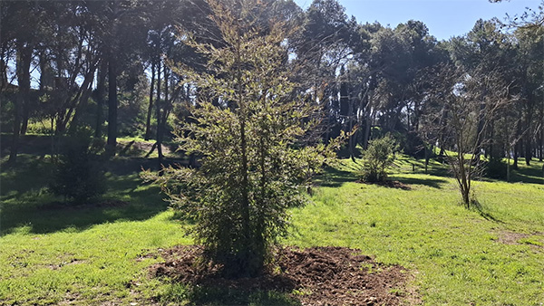 Imagen El Ayuntamiento de Huesca planta 20 nuevos árboles en el paseo Ramón y...