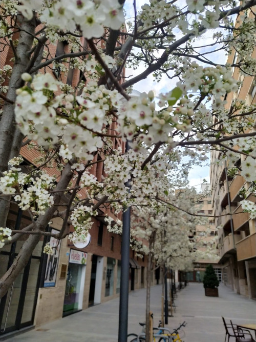 Imagen El Ayuntamiento de Huesca eleva a ordenanza el catálogo de Árboles y...