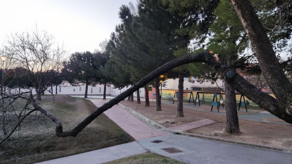 El Ayuntamiento denuncia varios actos de vandalismo contra árboles de la ciudad