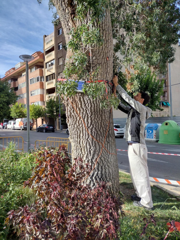El Área de Medio Ambiente revisa el catálogo de árboles singulares de la ciudad