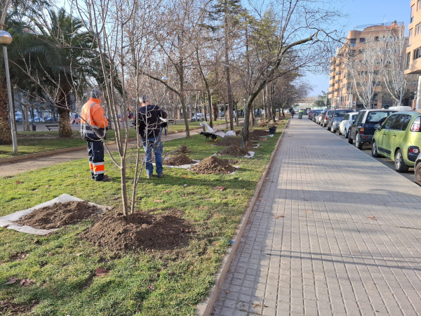 Ciruelos parque plaza Europa Huesca plantación Ciruelos parque plaza Europa Huesca plantación