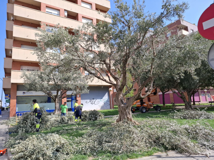 poda de olivos huesca poda de olivos huesca